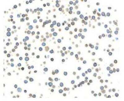 Immunocytochemistry/ Immunofluorescence: CD45 Antibody (BL-178-12C7) [NBP3-14668]