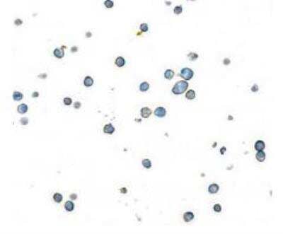 Immunocytochemistry/ Immunofluorescence: CD45 Antibody (BL-178-12C7) [NBP3-14668]