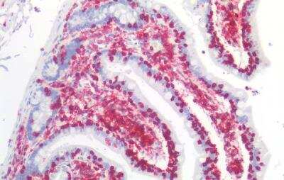 Immunohistochemistry-Paraffin: CD45 Antibody (MEM-28) - BSA Free [NB500-319]