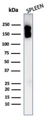 Western Blot: CD45 Antibody (PTPRC/1975R)Azide and BSA Free [NBP3-08910]