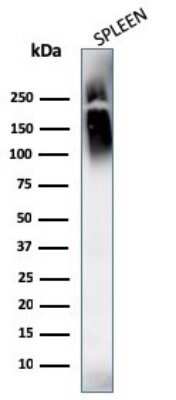 Western Blot: CD45 Antibody (SPM569 + SPM570)Azide and BSA Free [NBP2-34430]