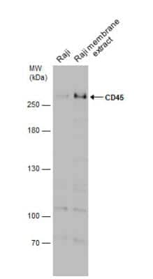 Western Blot: CD45 Antibody [NBP2-15811]