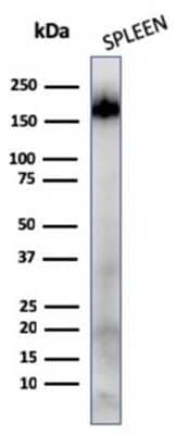 Western Blot: CD45RA Antibody (111-1C5) [NBP2-44861]