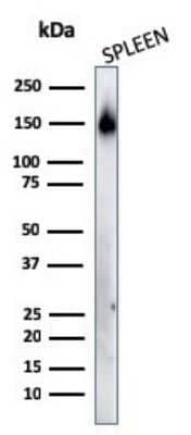 Western Blot: CD45RA Antibody (158-4D3)Azide and BSA Free [NBP2-33144]