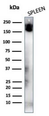 Western Blot: CD45RA Antibody (K4B5)Azide and BSA Free [NBP3-08901]