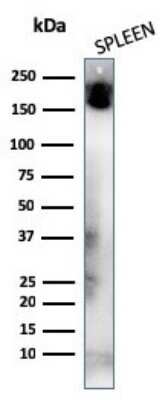 Western Blot: CD45RA Antibody (K4B5) [NBP3-07159]