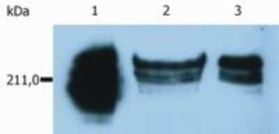 Western Blot: CD45RA Antibody (MEM-56)BSA Free [NB500-329]