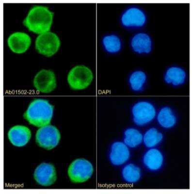 Immunofluorescence: CD45RA Antibody (OTH-74D4) - Chimeric - Azide and BSA Free [NBP3-12063]