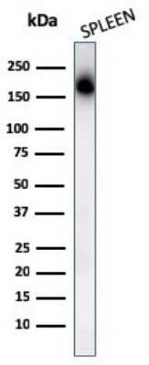 Western Blot: CD45RA Antibody (PTPRC/1131)Azide and BSA Free [NBP2-54336]