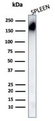 Western Blot: CD45RA Antibody (PTPRC/1148)Azide and BSA Free [NBP2-54335]