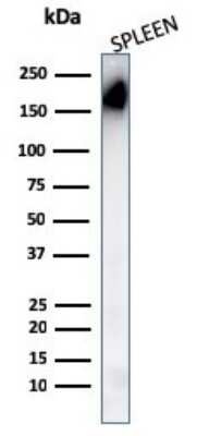 Western Blot: CD45RA Antibody (PTPRC/1148) [NBP2-44848]