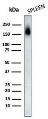 Western Blot: CD45RA Antibody (PTPRC/818)Azide and BSA Free [NBP2-47957]