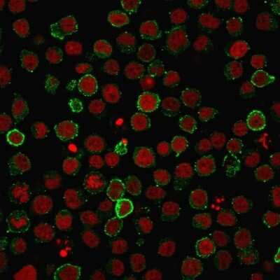 Immunocytochemistry/ Immunofluorescence: CD45RA Antibody (PTPRC/818) [NBP2-44844]