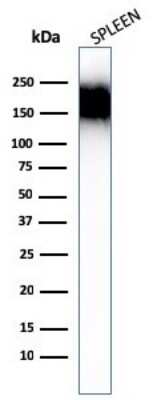 Western Blot: CD45RA Antibody (SPM504) [NBP2-44862]