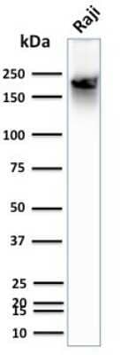 Western Blot: CD45RB Antibody (BRA-11 (same as BRA-11G))Azide and BSA Free [NBP2-34564]