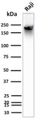 Western Blot: CD45RB Antibody (BRA-11 (same as BRA-11G)) [NBP2-33021]