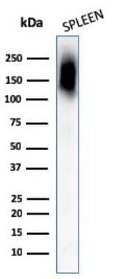 Western Blot: CD45RB Antibody (PTPRC/1132)Azide and BSA Free [NBP2-47958]