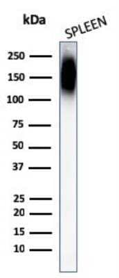 Western Blot: CD45RB Antibody (PTPRC/1147)Azide and BSA Free [NBP2-47959]