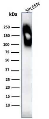 Western Blot: CD45RB Antibody (SPM569)Azide and BSA Free [NBP2-34803]