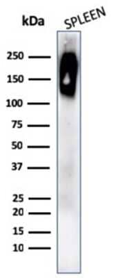 Western Blot: CD45RB Antibody (rPTPRC/1132)Azide and BSA Free [NBP3-08909]