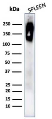 Western Blot: CD45RB Antibody (rPTPRC/1132) [NBP3-07166]