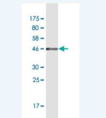 Western Blot: CD45RC Antibody (3D3) [H00005788-M12]
