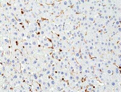 Immunohistochemistry-Paraffin: CD45RC Antibody (RM291) [NBP2-61512]