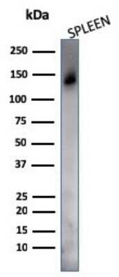 Western Blot: CD45RO Antibody (UCHL-1 + T200/797)Azide and BSA Free [NBP2-54314]