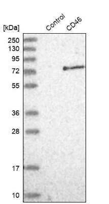 Western Blot: CD46 Antibody [NBP1-82790]