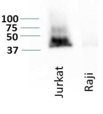 Western Blot: CD47 Antibody (B6H12.2)Azide and BSA Free [NBP2-31106]