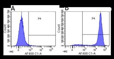 Flow Cytometry: CD52 Antibody (YTH 34.5-G2b (Campath-1G)) - Chimeric - Azide and BSA Free [NBP2-52657]