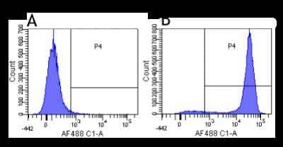 Flow Cytometry: CD52 Antibody (YTH 34.5-G2b (Campath-1G)) - Chimeric - Azide and BSA Free [NBP2-52704]