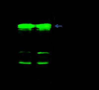 Western Blot: CD53 Antibody (004) [NBP2-90697]