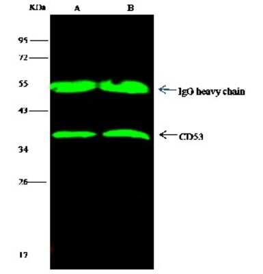 Immunoprecipitation: CD53 Antibody (104) [NBP2-90952]