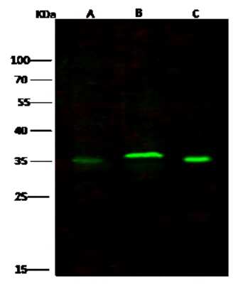 Western Blot: CD53 Antibody (104) [NBP2-90952]