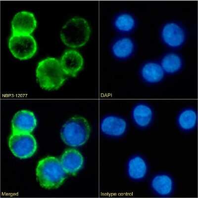 Immunocytochemistry/ Immunofluorescence: CD53 Antibody (161-2 (53/2)) - Chimeric - Azide and BSA Free [NBP3-12077]