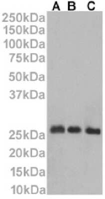 Western Blot: CD53 Antibody (HD77)ChimericAzide and BSA Free [NBP3-12059]