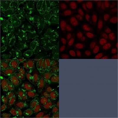 Immunocytochemistry/ Immunofluorescence: CD55/DAF Antibody (143-30) [NBP2-44873]