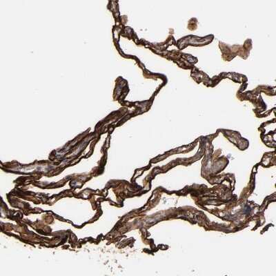 Immunohistochemistry-Paraffin: CD55/DAF Antibody [NBP1-85467]