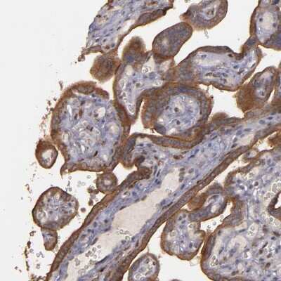 Immunohistochemistry-Paraffin: CD55/DAF Antibody [NBP1-85467]