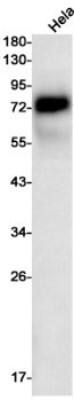 Western Blot: CD55/DAF Antibody (S01-7H4) [NBP3-19600]