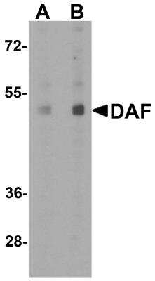 Western Blot: CD55/DAF AntibodyBSA Free [NBP2-41295]