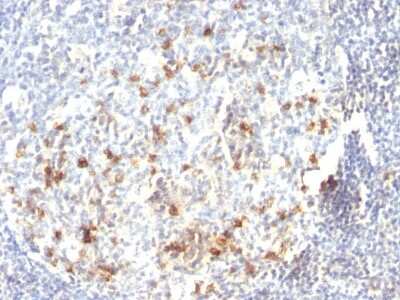 Immunohistochemistry-Paraffin: CD57 Antibody (HNK-1 or Leu-7) - IHC-Prediluted [NBP2-48346]