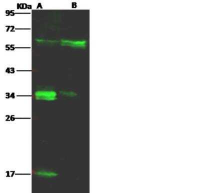 Western Blot: CD58/LFA-3 Antibody (085) [NBP2-90096]