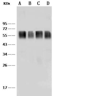 Western Blot: CD58/LFA-3 Antibody (185) [NBP2-90098]