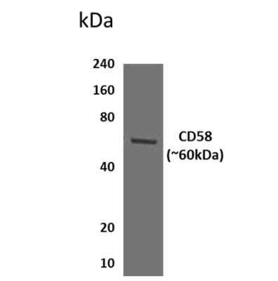 Western Blot: CD58/LFA-3 Antibody (MM0176-8G24)Azide and BSA Free [NBP2-12172]