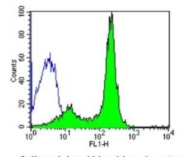 Flow Cytometry: CD58/LFA-3 Antibody (TS2/9) - Azide and BSA Free [NBP2-22542]
