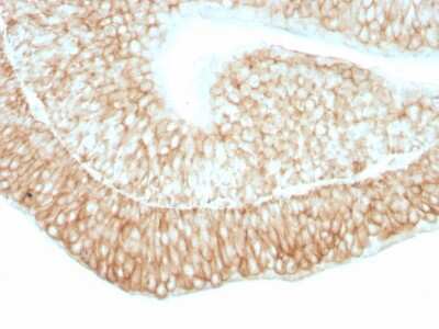 Immunohistochemistry-Paraffin: CD59 Antibody (193-27) [NBP2-44698]