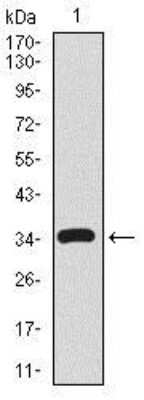 Western Blot: CD59 Antibody (8D2B8)BSA Free [NBP2-37436]