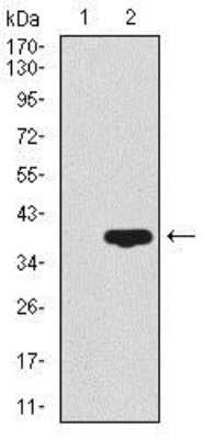 Western Blot: CD59 Antibody (8D2B8)BSA Free [NBP2-37436]